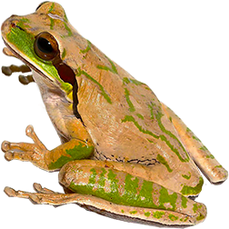 Masked Tree Frog